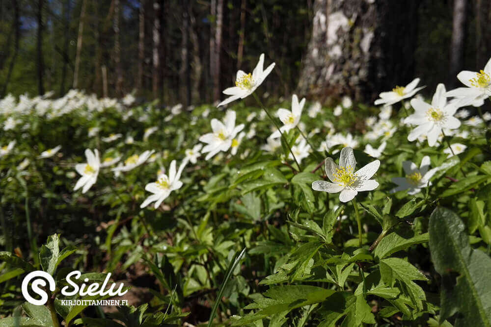Kiitollisuudesta – miten olla kiitollinen